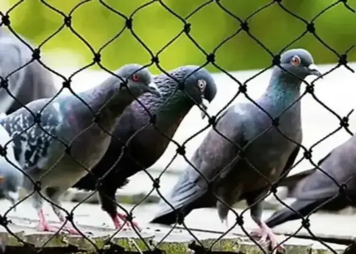 Net for Pigeons in KR Puram
