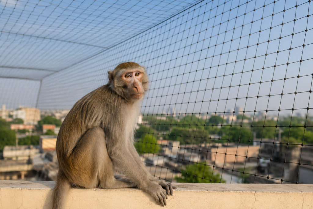 Monkey Safety Nets