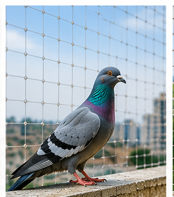 Pigeon Safety Nets: The Best Solution for Urban Homes